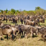 Understanding the Great Migration: How It Works and What You Need to Know