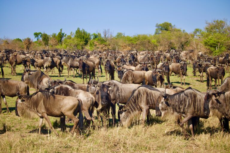 Understanding the Great Migration: How It Works and What You Need to Know