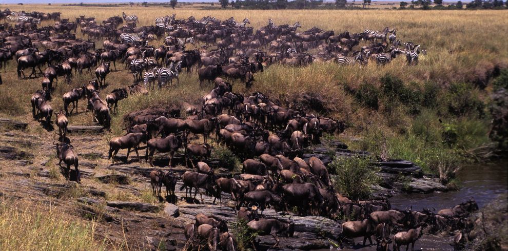 4 Day Safari During the Wildebeest Migration - Lake Nakuru & Masai Mara