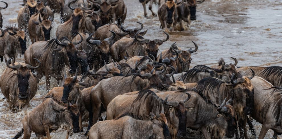 4 Day Safari During the Wildebeest Migration - Lake Nakuru & Masai Mara