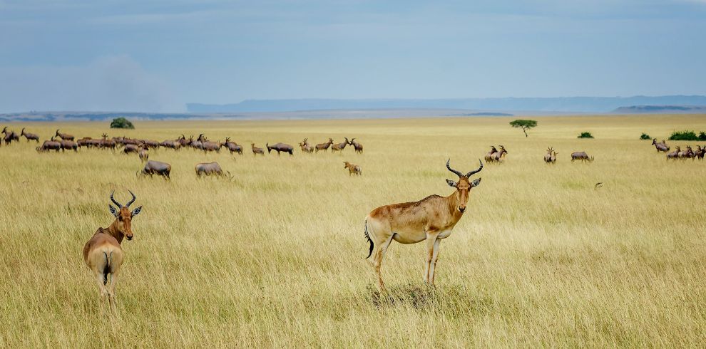 Masai Mara + Diani Safari Wildebeest Migration 2024