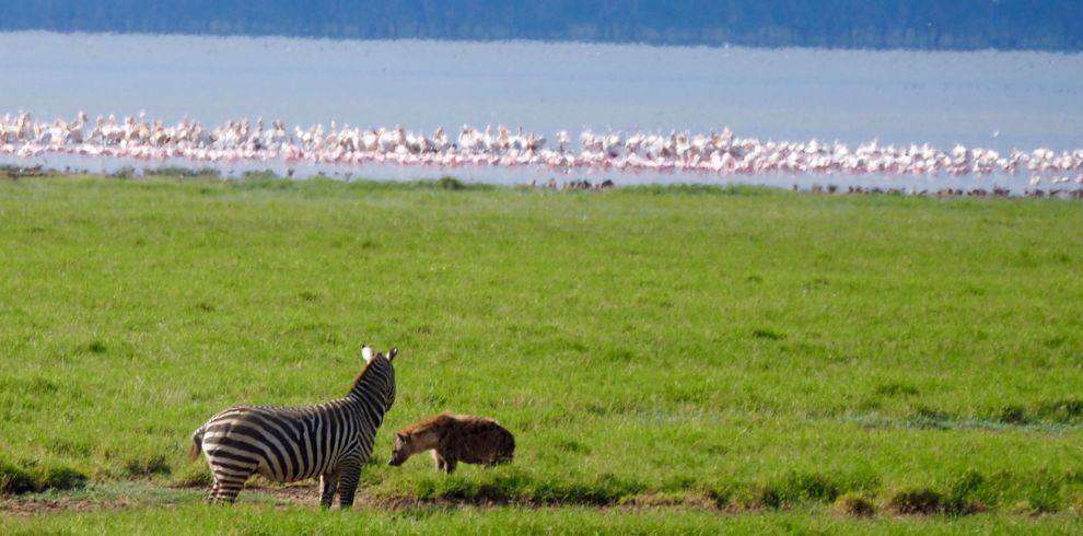 Masai Mara + Diani Safari Wildebeest Migration 2024