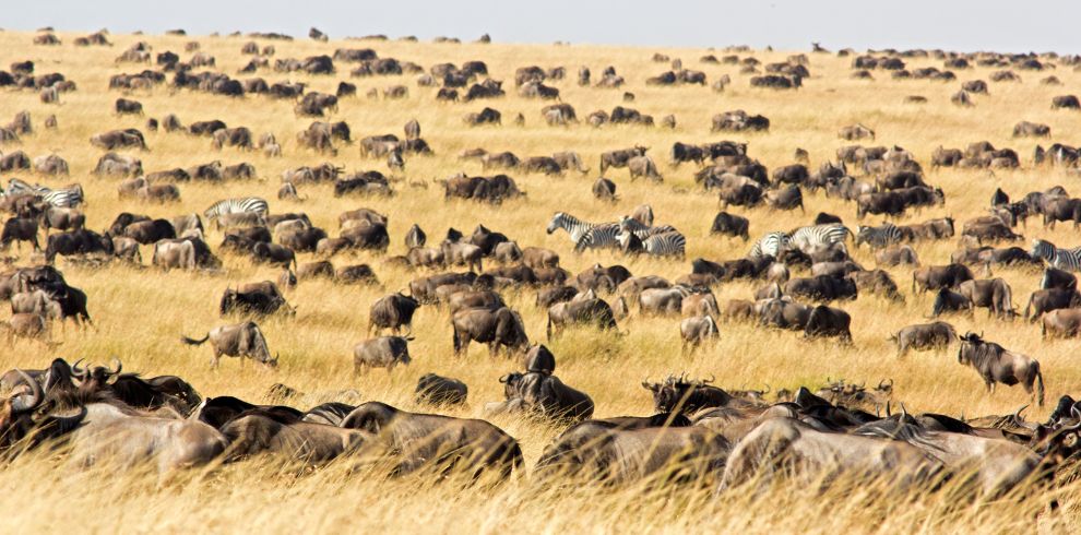 Wildebeest Migration & Diani Beach Safari