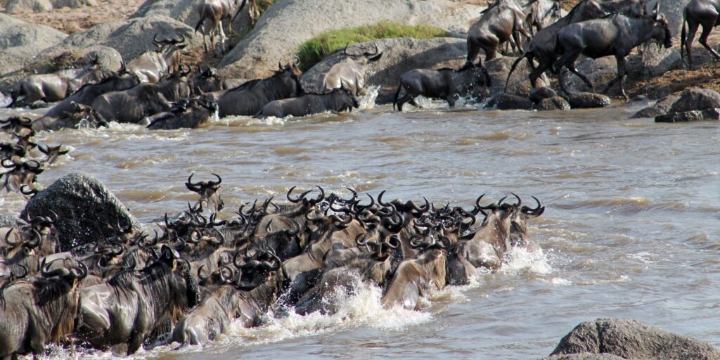 10-Days Masai Mara Wildebeest Migration Package