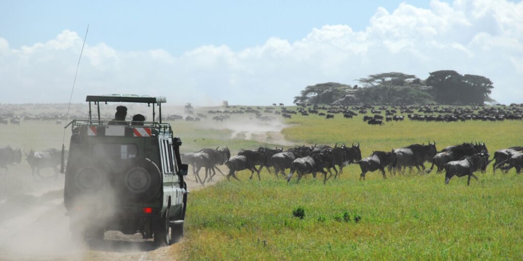 Wildebeest Migration & Diani Beach Safari