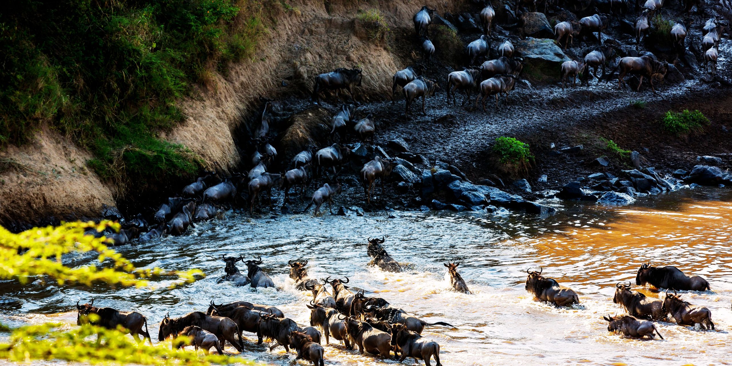 Wildebeest Migration Safari