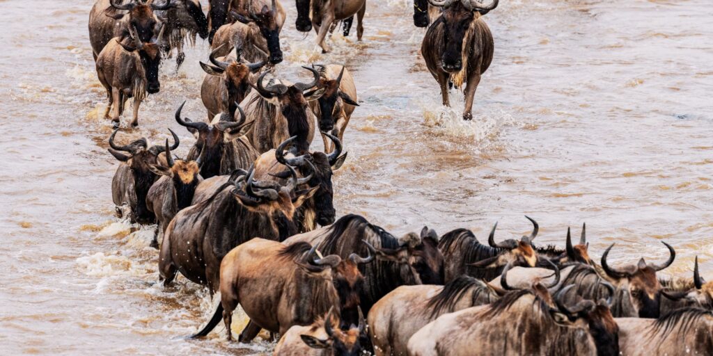 Top 10 Spots to Witness the Great Migration | Best Safari Destinations