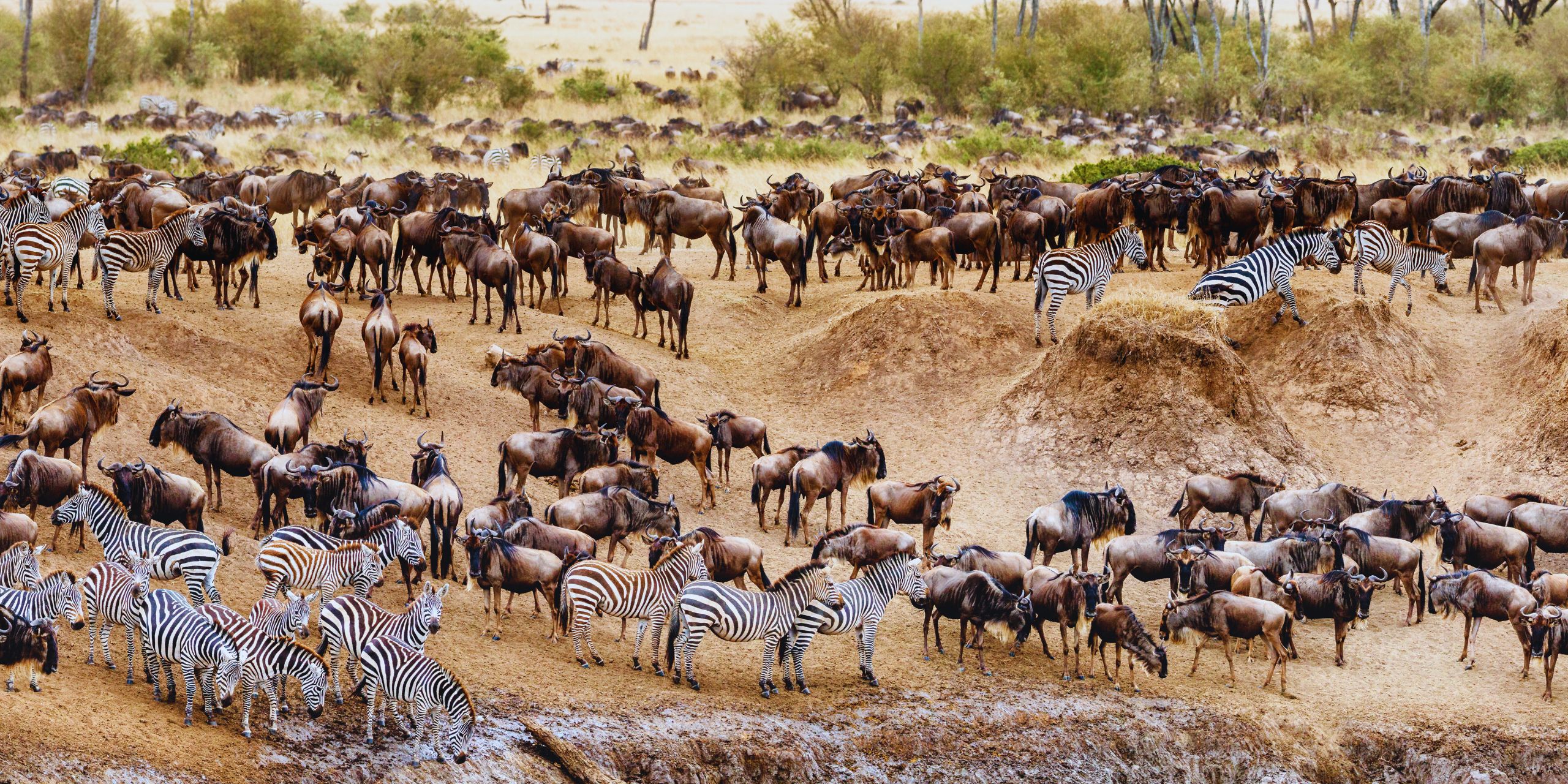 Wildebeest Migration Safari