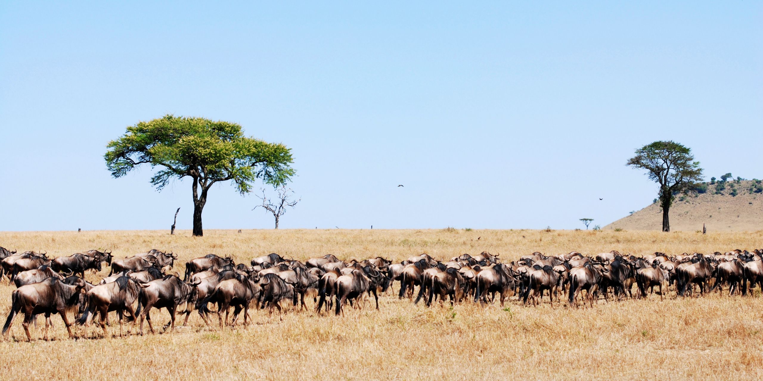 Wildebeest Migration & Diani Beach Safari