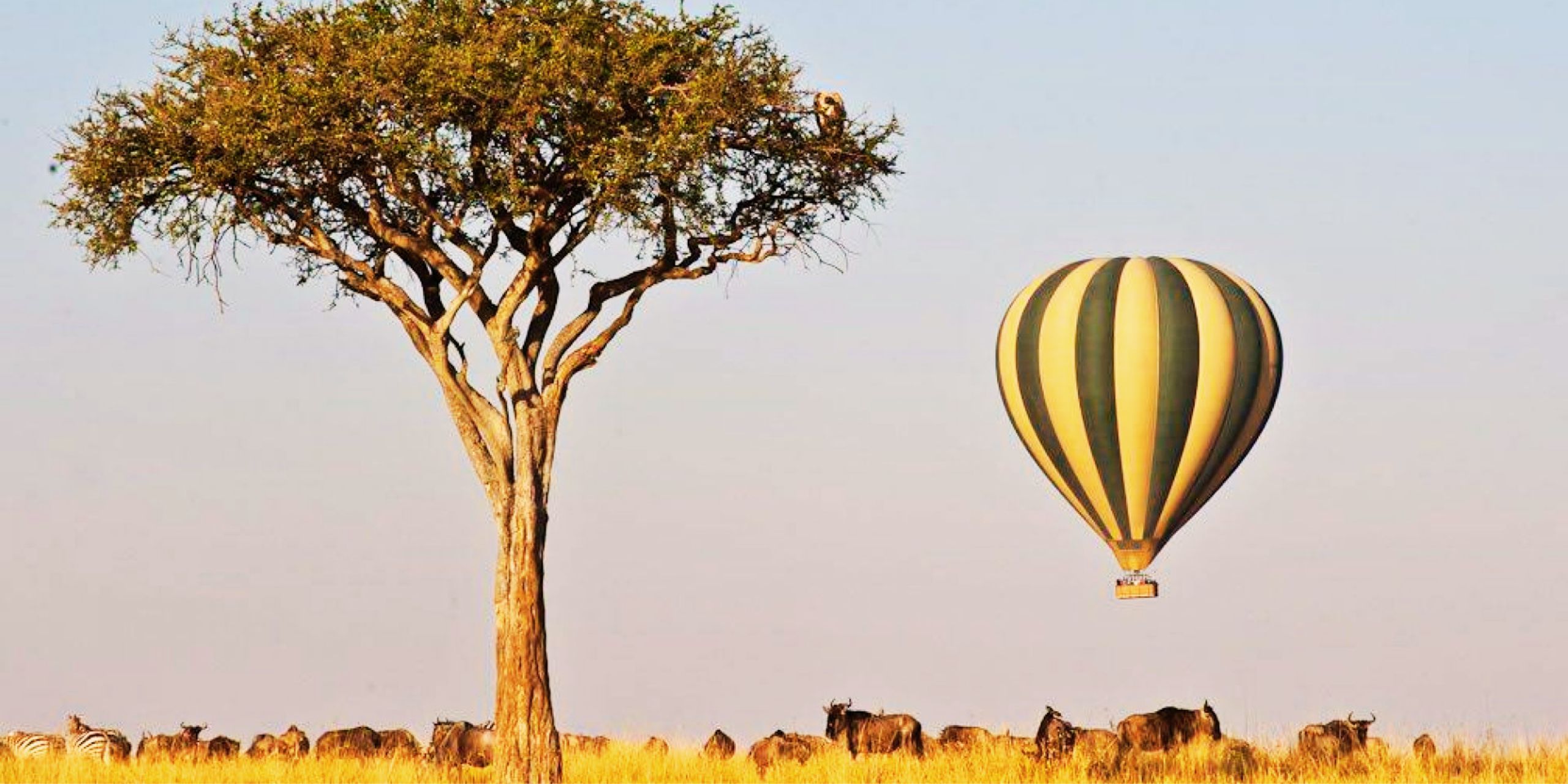 Wildebeest Migration in Masai Mara