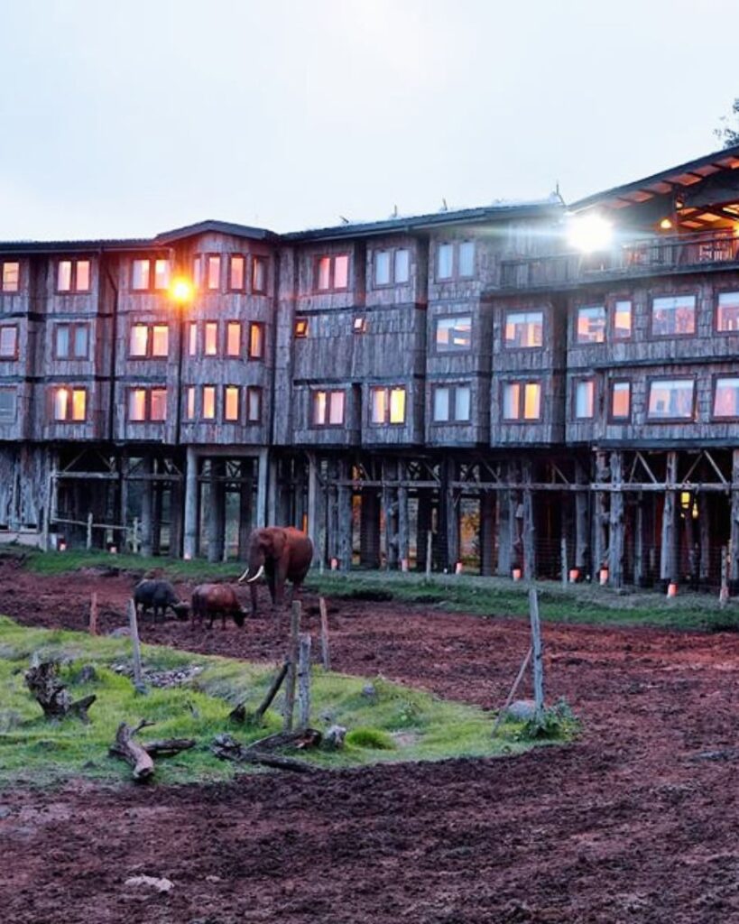 The Reopening of Iconic Treetops Hotel Aberdares