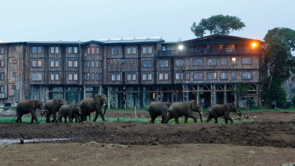 The Reopening of Iconic Treetops Hotel Aberdares: A Blend of History, Luxury, and Conservation in Aberdares Forest