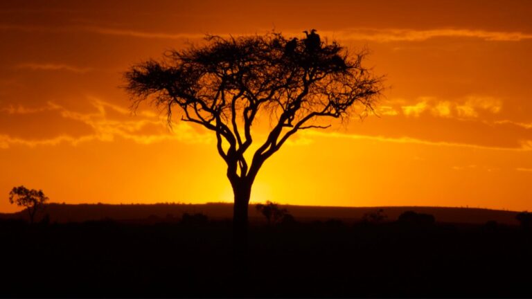 Wonders of the Maasai Mara