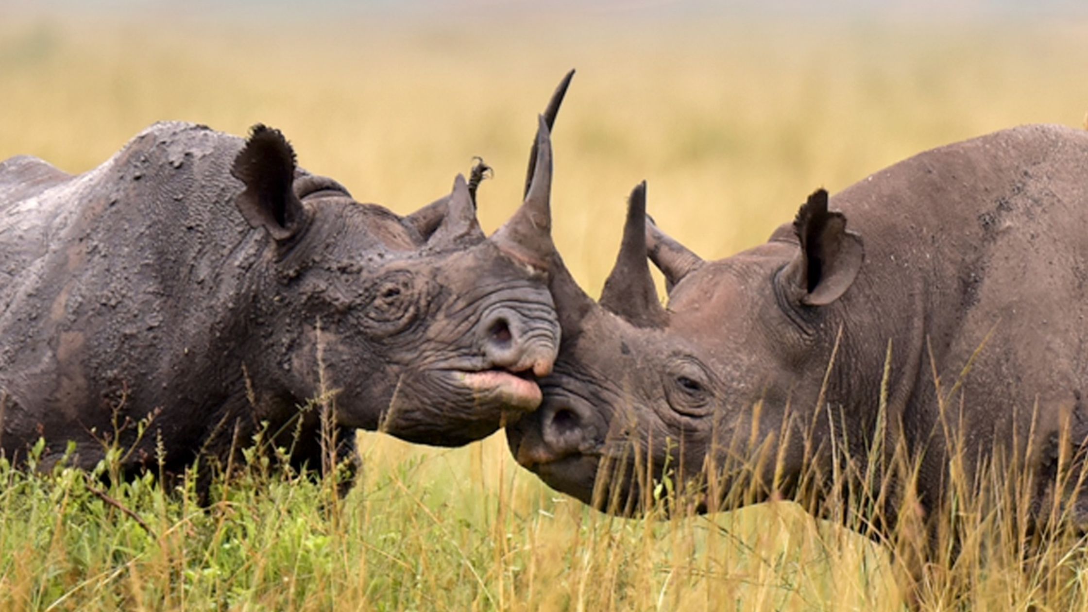 Group Joining Safari 4 nights - Aberdares, Nakuru & Masai Mara