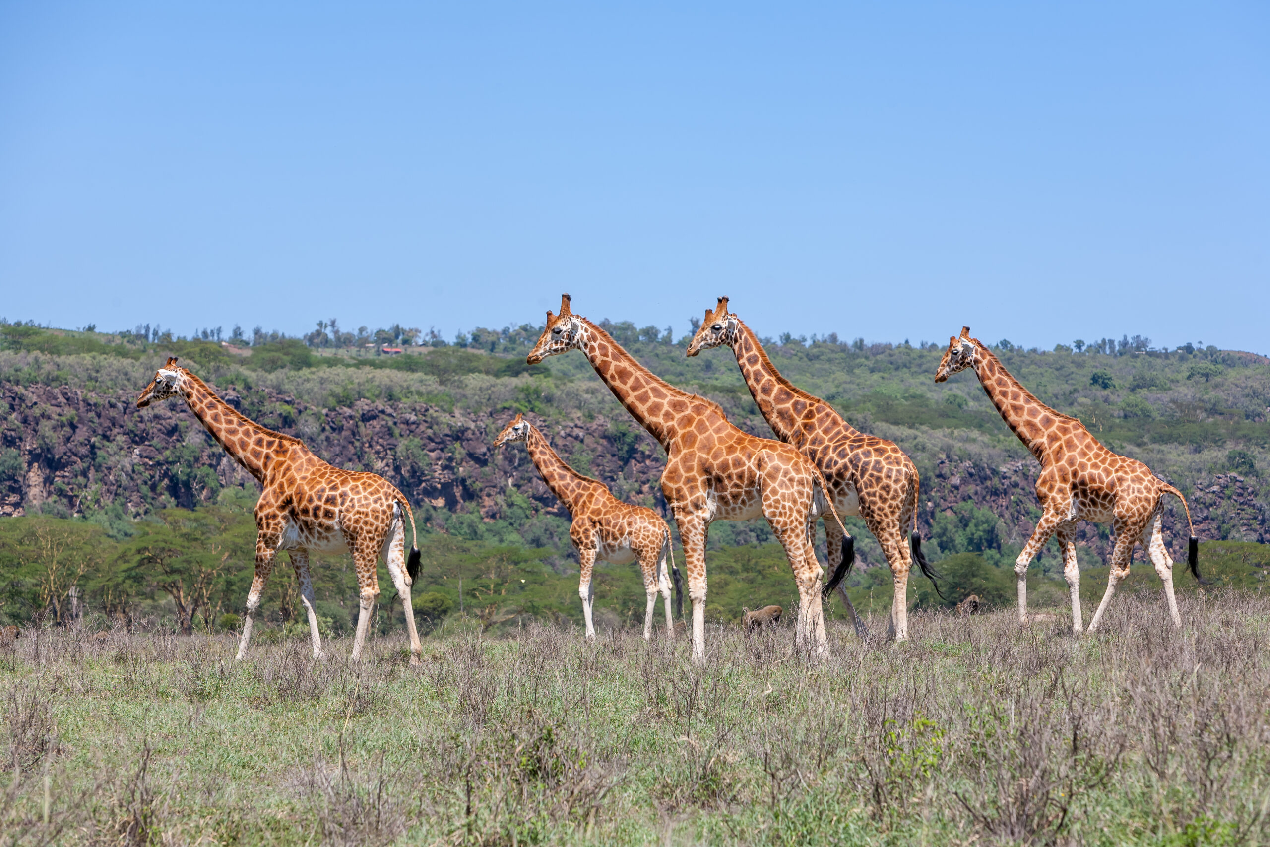 Group Joining Safari 4 nights - Aberdares, Nakuru & Masai Mara