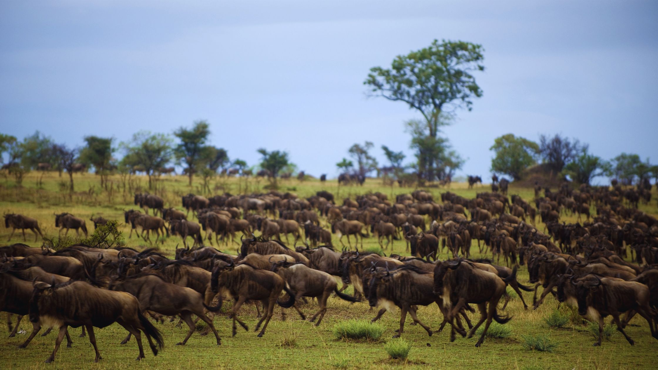 Countdown to the Wildebeest Calving Season in the Serengeti: A Spectacular Wildlife Experience