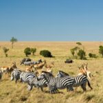 Why You Should Visit Masai Mara