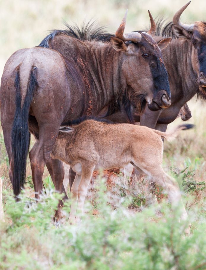 Countdown to Wildebeest Calving Season in Serengeti 