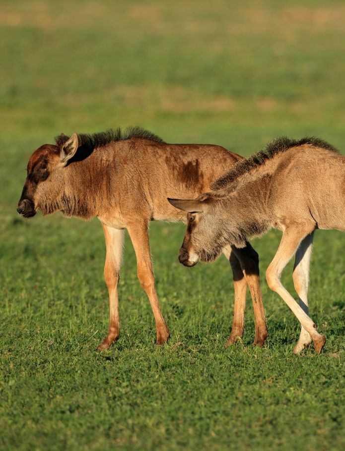 Countdown to Wildebeest Calving Season in Serengeti 