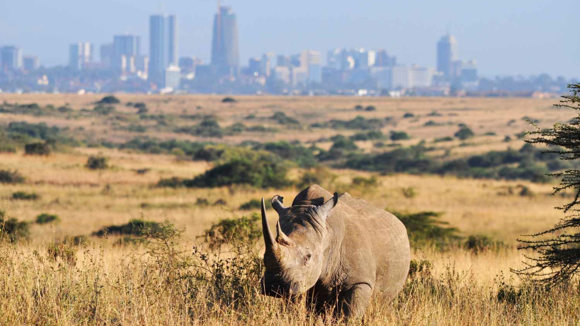 10 Fun Places to Visit in Nairobi on a Short Trip (Child Friendly) blog feature image