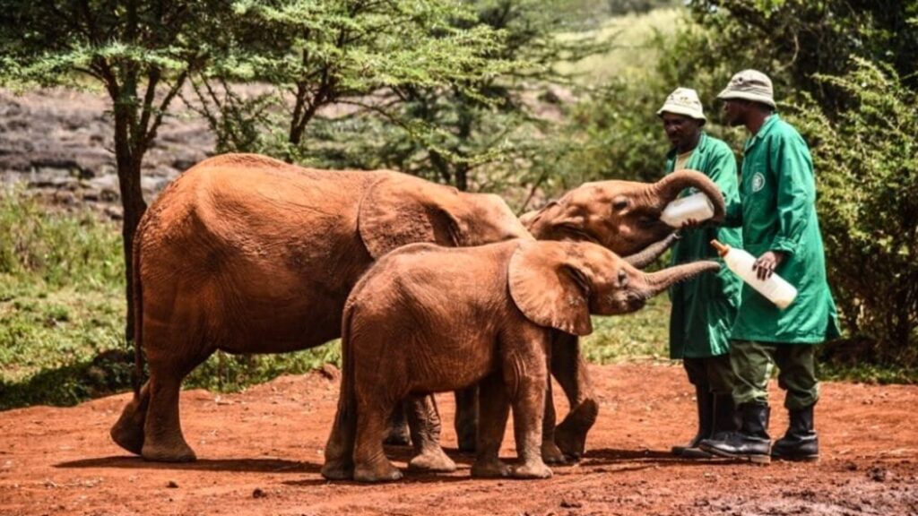 David Sheldrick Wildlife Trust