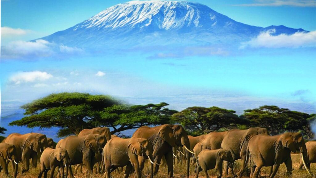 Kibo Safari Camp (Amboseli National Park)